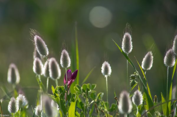 light, nature, wild, flower, backlight, countryside