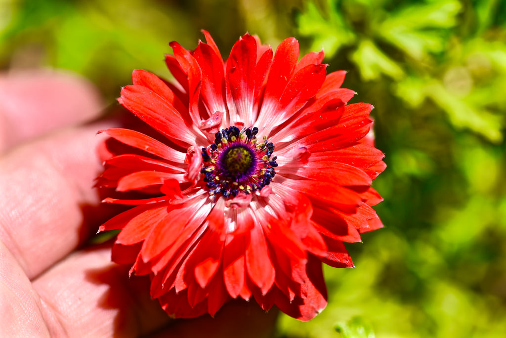 ใบไม้, สวน, ธรรมชาติ, สีแดง, ใกล้ชิด, แมโคร, สีเขียว, กลีบดอก, bokeh, ฤดูใบไม้ผลิ, อัญมณี, ดอกไม้, ปลูก, พืช, มือ, กลีบดอก, nikond750, ดอกไม้ป่า, ยังไม่จบ, พฤกษศาสตร์, โรงงานที่ดิน, พืชดอก, ใกล้ชิด, โรงงานประจำปี, การถ่ายภาพมาโคร, ต้นกำเนิด, ครอบครัวเดซี่