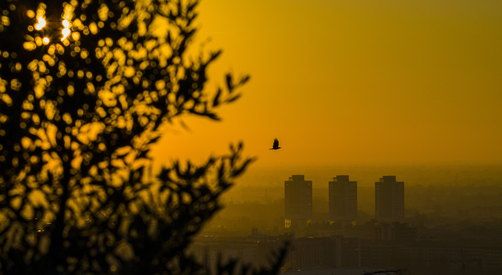 slunečnímu záření, krajina, západ slunce, Itálie, nebe, silueta, větev, svítání, panoráma, mrakodrap, žlutý, večer, ráno, mlha, slunce, atmosféra, soumrak, slunce, Olympus, Lombardie, Tramonto, scéna, strom, mlha, list, svítání, pták, Italia, italien, del, Soleil, italie, coucher, podrážka, sonnenuntergang, Uccello, Nebbia, foschia, controluce, dělat, du, brescia, Itálie, lombardia, panoramica, puesta, počítač tapeta, Grattacielo, E620, Lombardia, Lombardie, Riccardo, Palazzani, veridiano3, por, landascape, Leonessa