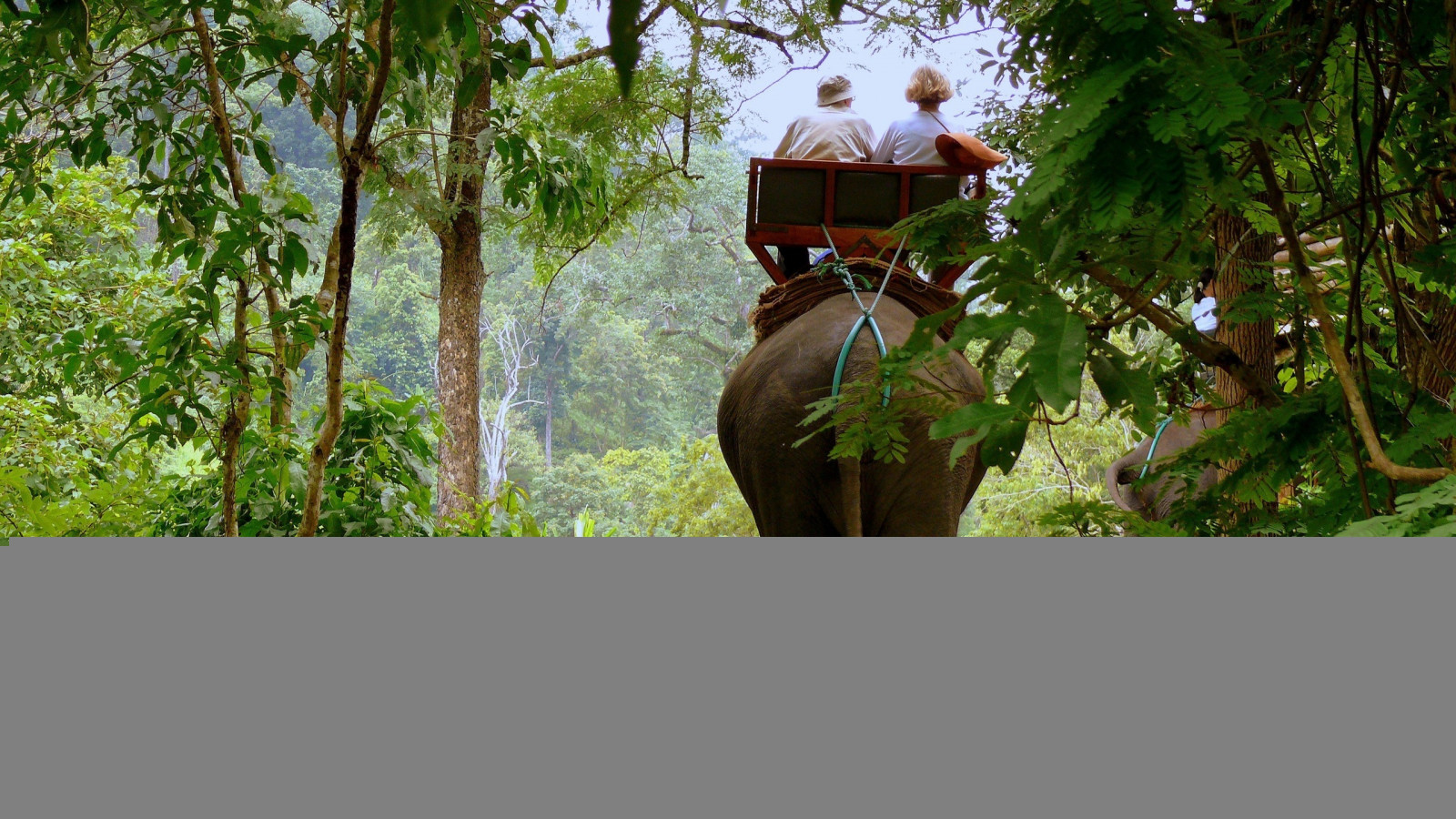 ต้นไม้, ป่า, สีเขียว, รั้ว, ไดร์เวอร์, ป่า, ช้าง, ต้นไม้, ดอกไม้, โครงสร้างกลางแจ้ง