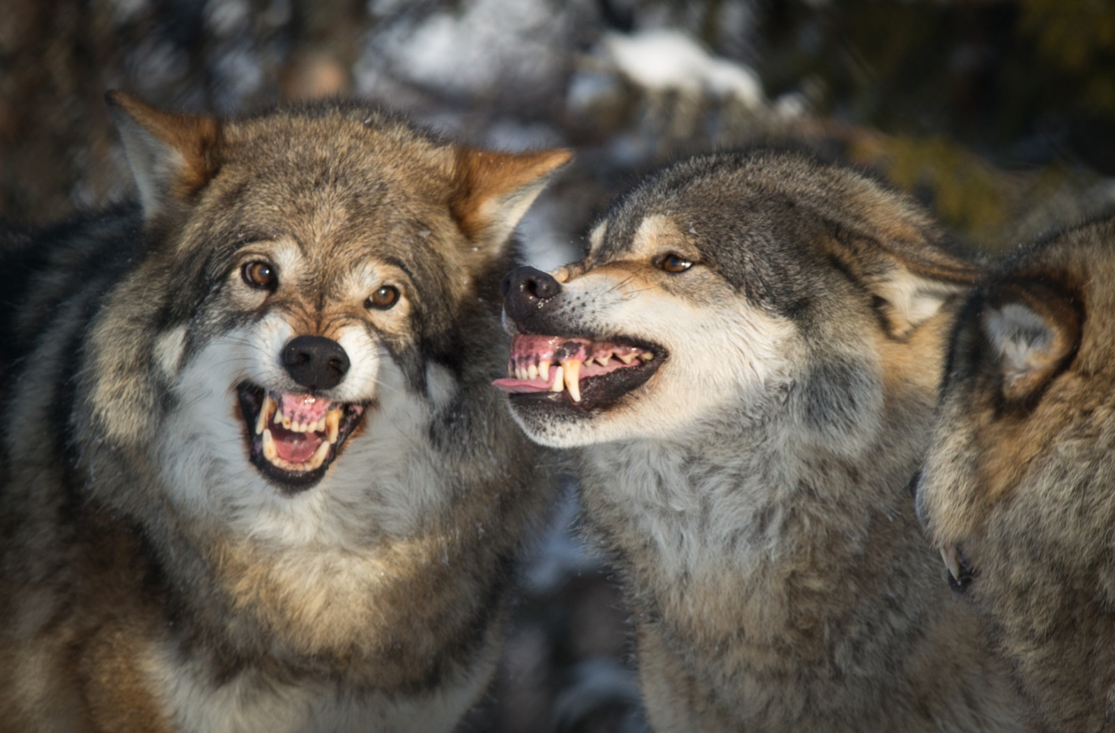 animal_animals_closeup_portraits_canon_wolf_teeth_ngc-844147.jpg!d