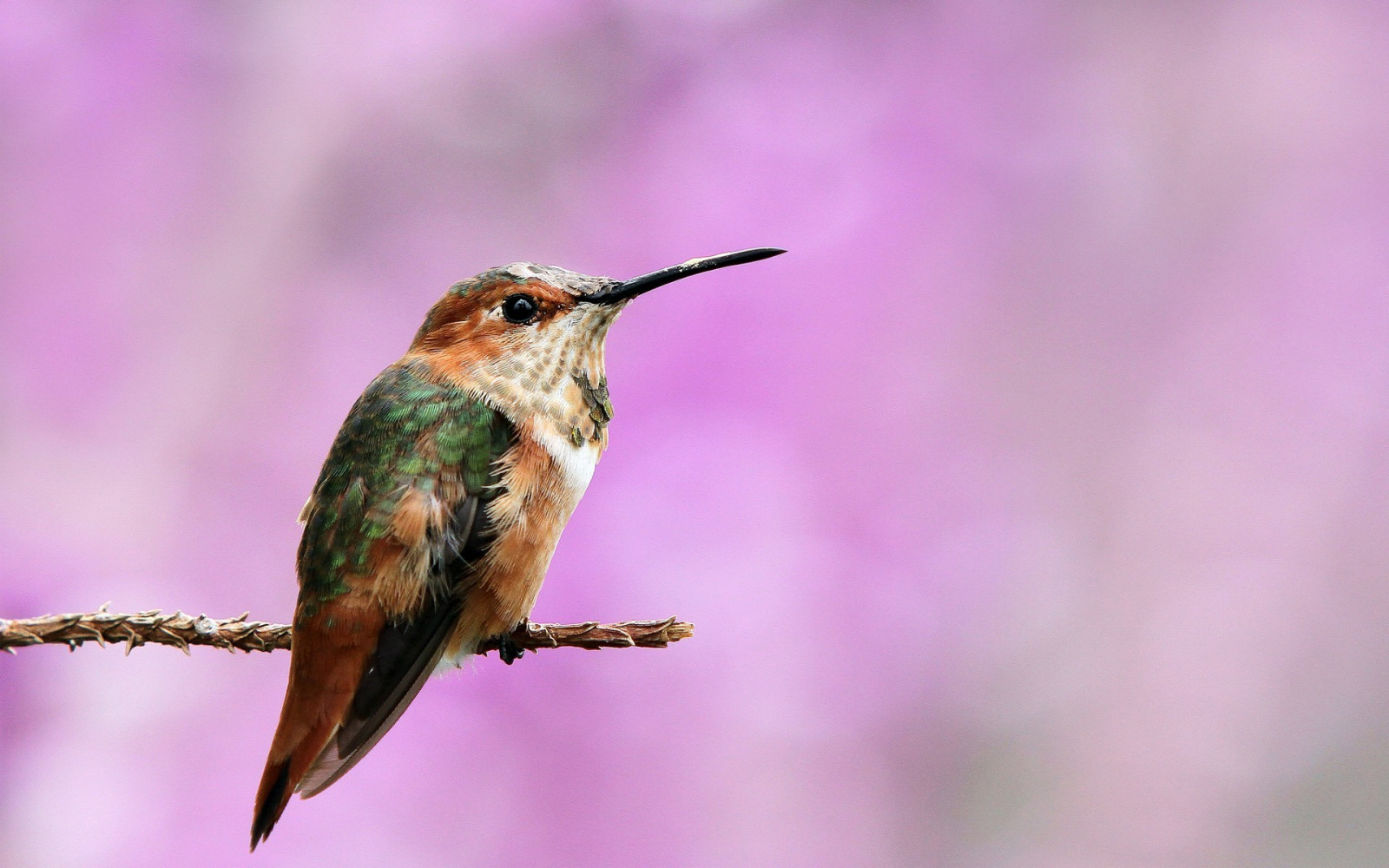 Vögel, Natur, Makro, Ast, Tierwelt, Kolibri, Schnabel, Vogel, Kolibri, Fauna, 1920x1200 px, Wirbeltier, Nahansicht, Makrofotografie, Zaunkönig, Bestäuber