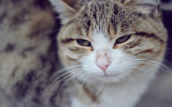 face, cat, nose, whiskers, skin, sad