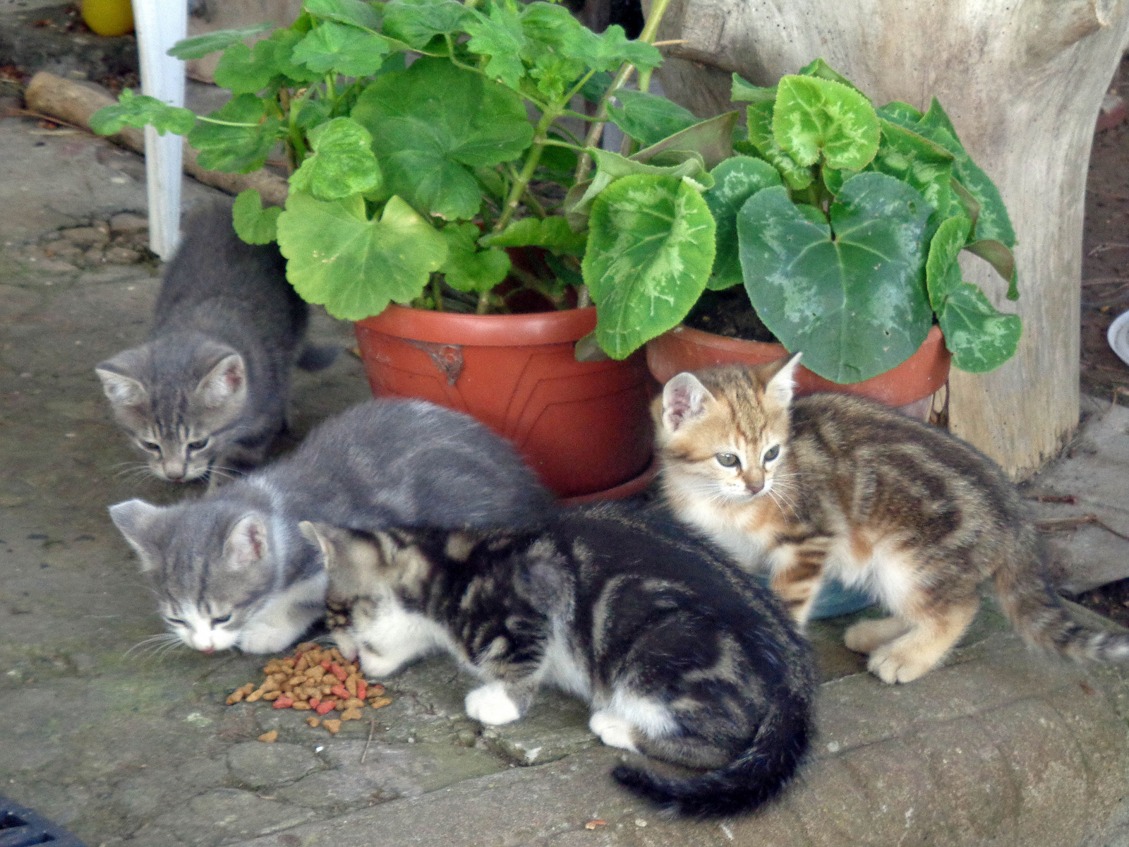 letní, Itálie, koťata, poker, Toskánsko, sušenky, Zvědavost, Populonia, Piombino, Baratti