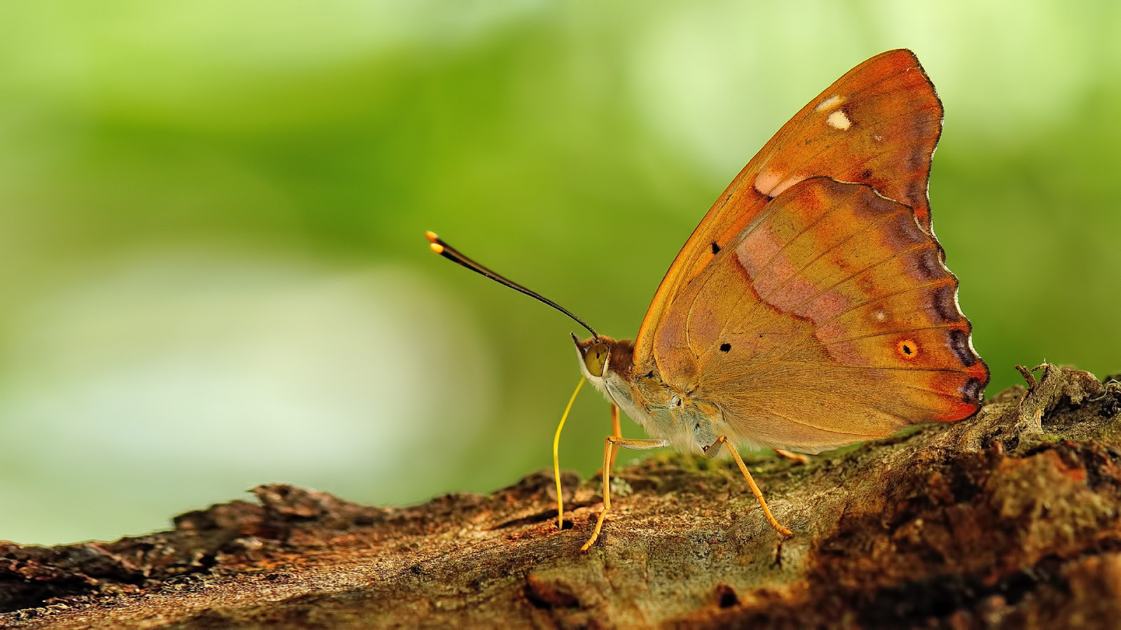 ธรรมชาติ, ความเรียบง่าย, ฟิลด์, การถ่ายภาพ, แมโคร, ผีเสื้อ, แมลง, สีเขียว, สัตว์ป่า, พื้นผิว, Nikon, สดใส, ใบไม้, ผีเสื้อกลางคืน, มอด, หายาก, สงบ, สวย, สัตว์, ใบไม้, ดอกไม้, ปลูก, กลางแจ้ง, แมลง, สี, catchycolors, fj rilar, os, ปีก, sigma, ngc, สัตว์ป่า, Buzznbugz, Visipix, ใกล้ชิด, การถ่ายภาพมาโคร, สัตว์ที่ไม่มีกระดูกสันหลัง, สัตว์ขากรรไกร, nymphalidae, แมลงผสมเกสร, ผีเสื้อและผีเสื้อ, lycaenid, ลวง, nikondigital, Kelebek, schmetterlinge, fi rildi, Dagfj rilar, conb m, p iv perhonen, perhonen, b bochka, Mariposas, sommerfugler, 150 มม
