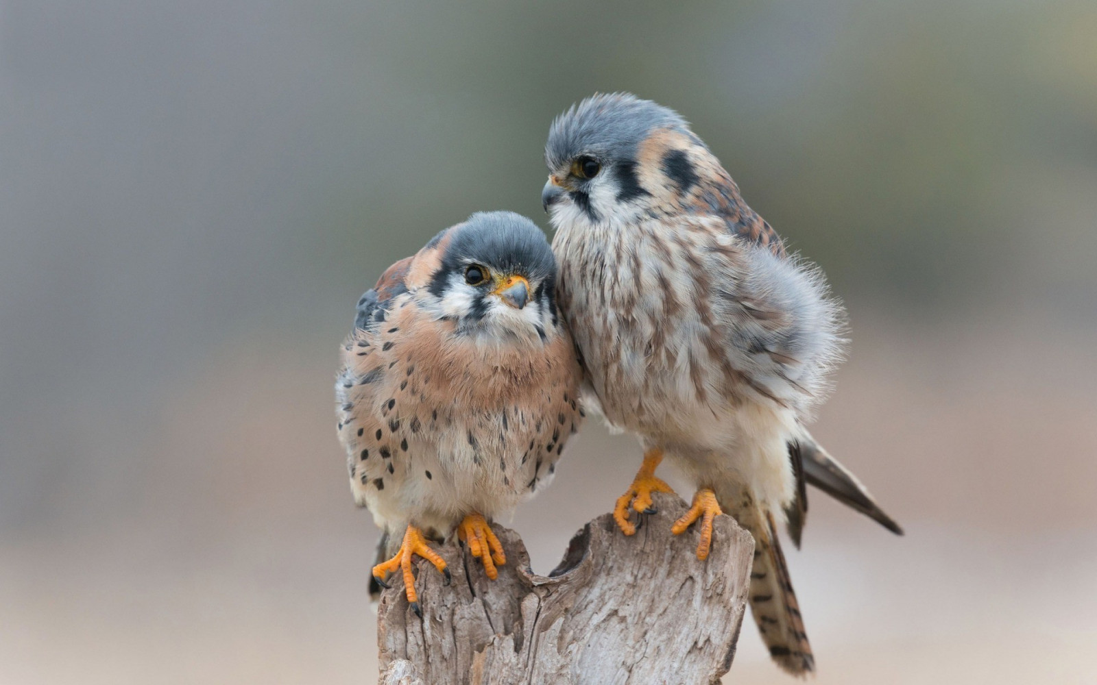 ptactvo, větev, Volně žijících živočichů, zobák, Vrabec, Sokol, pták, pěnkava, křídlo, fauna, 1920x1200 px, prohlížení pták, obratlovců, zblízka, Brambling, vrabec