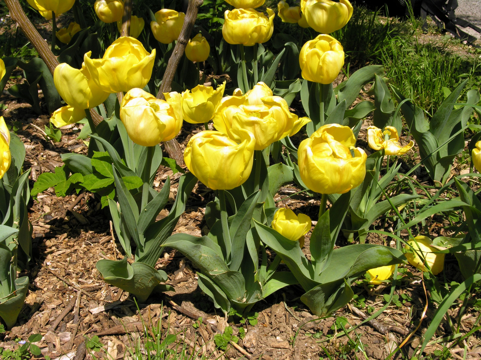květiny, zahrada, tulipány, zelená, žlutý, Slunný, jaro, květ, rostlina, tulipán, flóra, záhon, botanika, suchozemská rostlina, kvetoucí rostlina, lilie rodina, Cypripedium