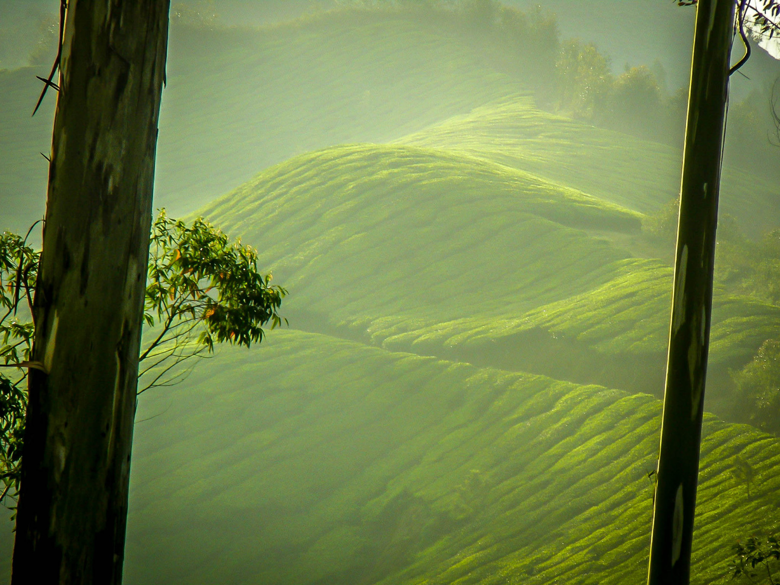 Wallpaper morning, trees, light, plants, Sun, India, mist, Misty, garden, estate, tea, Indian