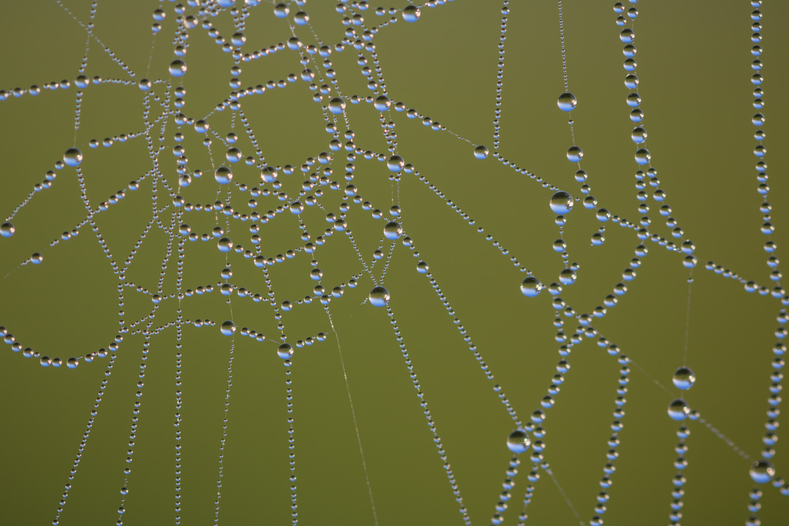 voda, Příroda, makro, vzor, pavouk, rosa, pavoukovec, web, vatten, makro, natur, spindeln t, materiál, čára, kapička, exif modelu canoneos760d, geocountry, Kamera aby kánon, geocity, Model fotoaparátu canoneos760d, geostate, geolocation, exif aby kánon, droppe, EXIF isospeed 100, EXIF otvor 40, m nster, exif focallength 100mm, EXIF ef100mmf28lmacroisusm čočka, Dagg, fauna, bezobratlý, vlhkost, pavoučí síť
