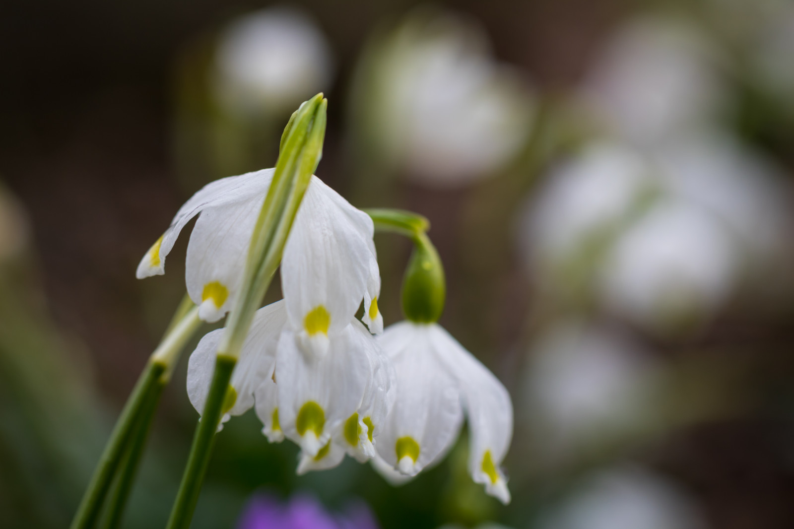 slunečnímu záření, bílý, Příroda, zelená, žlutý, květ, jaro, list, květ, rostlina, flóra, Lund, botaniskatr dg rden, sněženka, springsnowflake, Botanická zahrada, okvětní lístek, v RSN Klocka, divoká rostlina, botanika, suchozemská rostlina, kvetoucí rostlina, zblízka, makro fotografie, závod stonek, galanthus