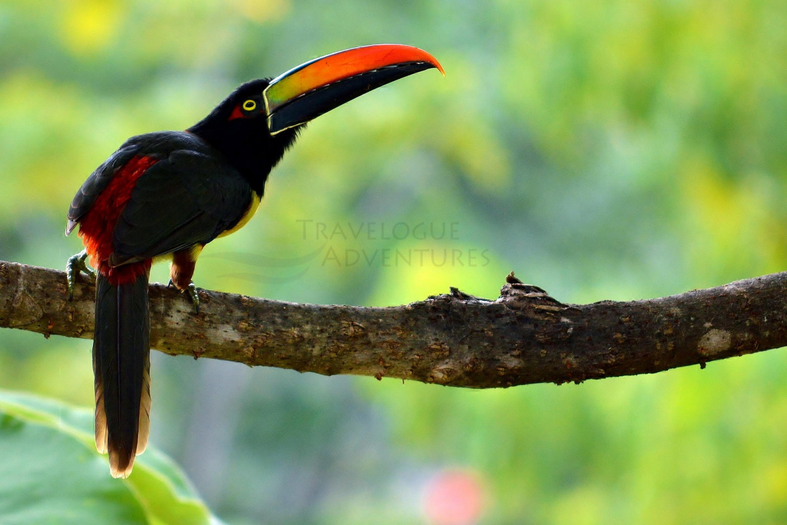 ptactvo, zvěř, Příroda, větev, zelená, Volně žijících živočichů, tukani, zobák, květ, pták, tukan, fauna, prohlížení pták, obratlovců, zblízka, makro fotografie, CORACIIFORMES, Piciformes, hornbill