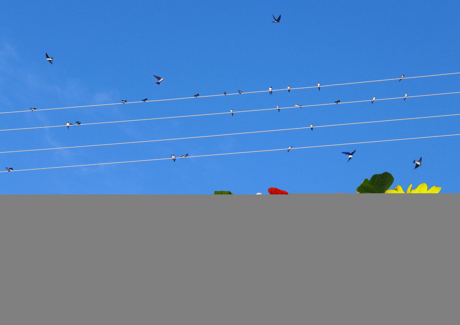 nebe, blauer, Sonnenblumen, mohnblumen, schwalben