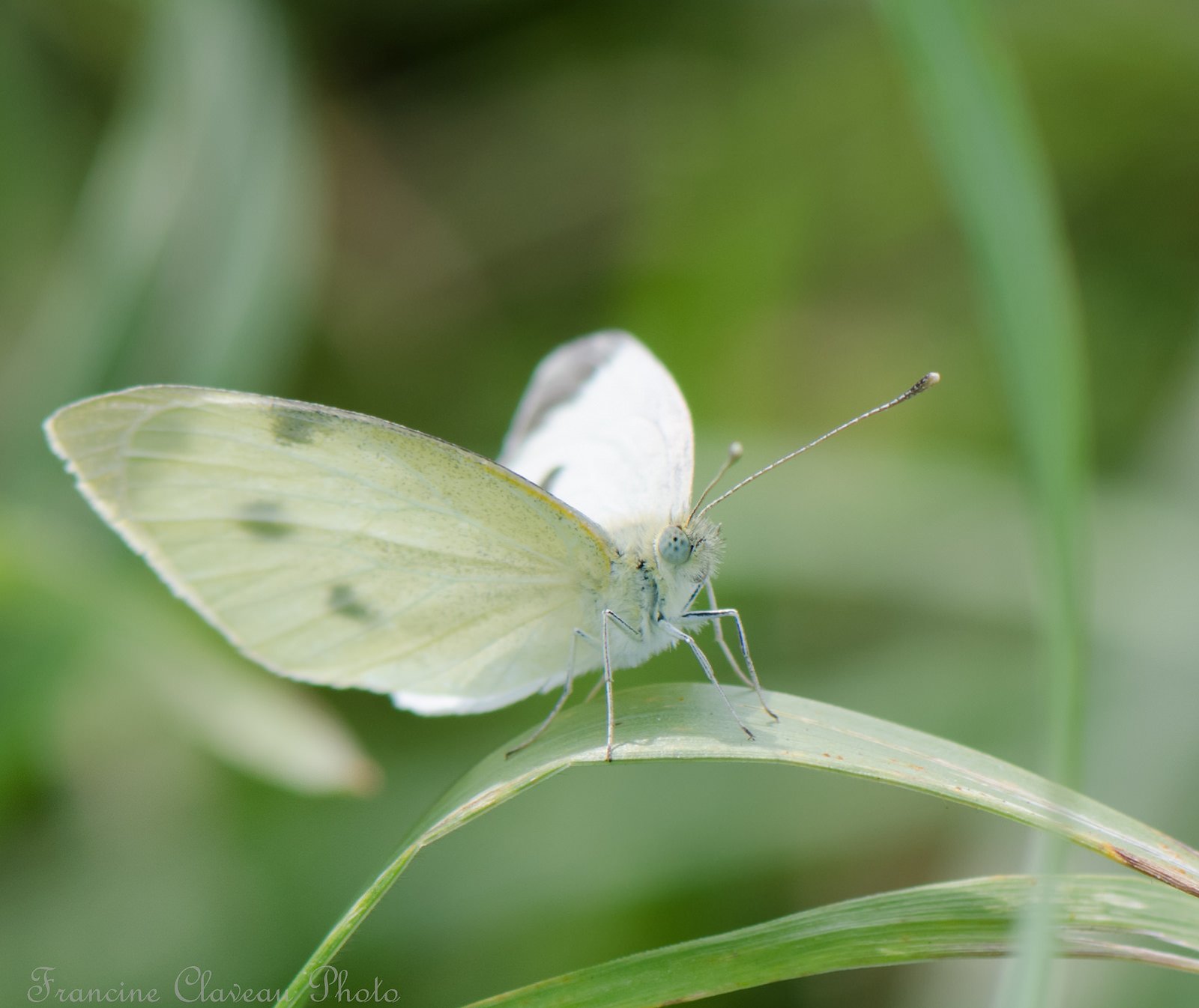 Wallpaper 1600x1346 px, bug, butterfly, close, green, insects, macro