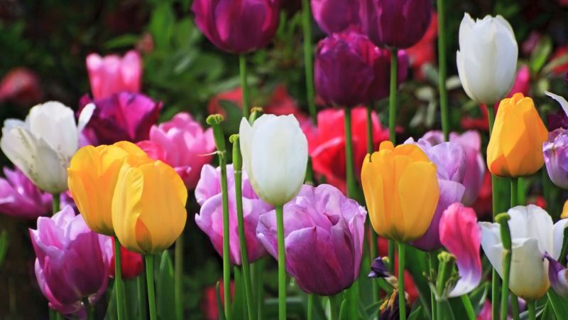 tulip, tanaman, bunga-bunga, warna-warni, bidang tulip, tanaman, bunga-bunga, warna-warni, bidang