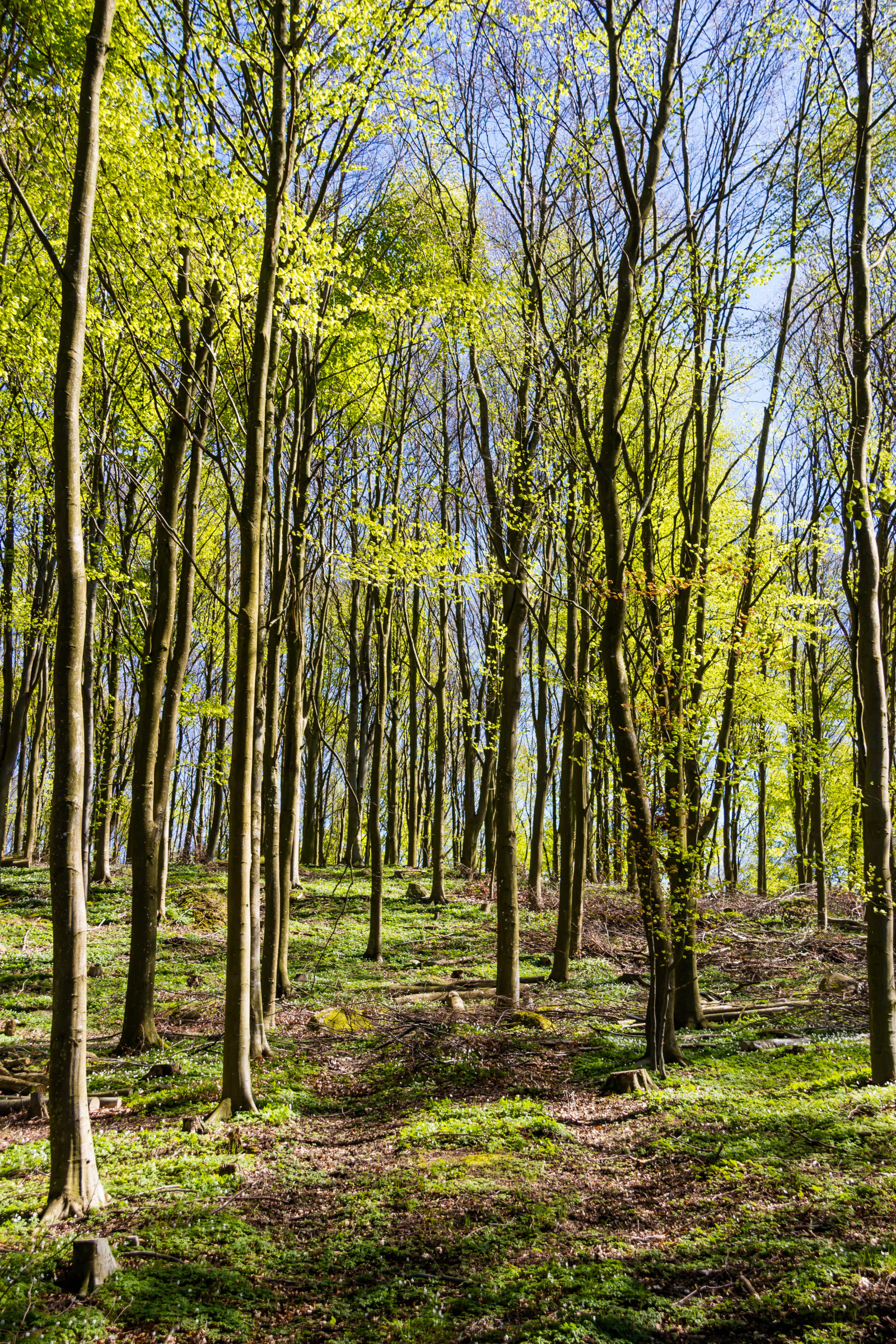 Sonnenlicht, Wald, Natur, Park, Ast, Buche, Baum, Herbst, Blatt, Pflanze, Jahreszeit, Tr d, Wald, Skog, Bok, H ckeberga, Bokskog, Beechforest, H ckeberganaturv rdsomr de, Wiese, Wald, Hain, Lebensraum, natürlichen Umgebung, Botanik, Landanlage, Holzige Pflanze, Ökosystem, Mäßiger Nadelwald, Biome, Mäßiger Laub- und Mischwald, Abscheulich