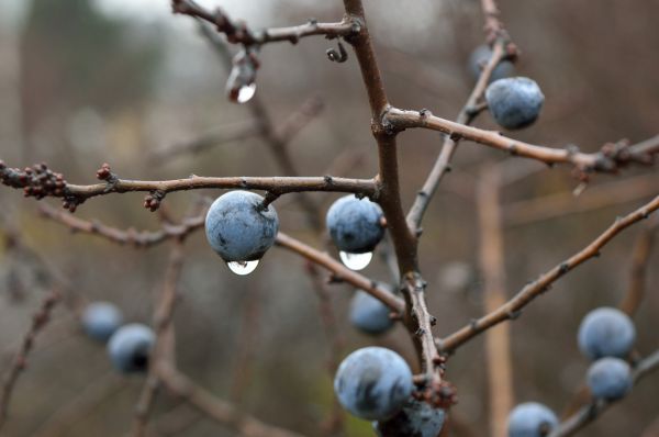 blackthorn,berries,branches,drops