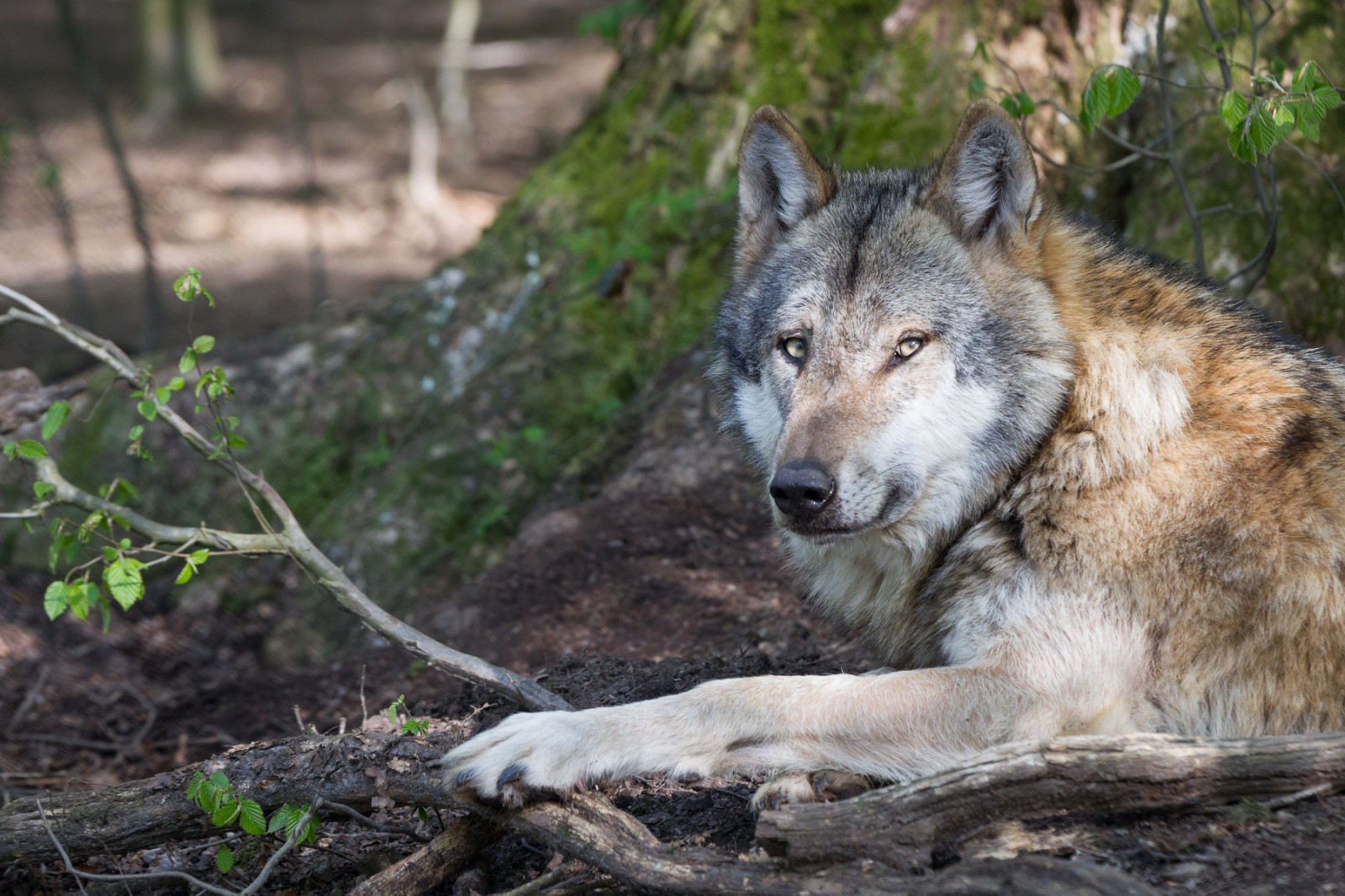 foresta, erba, natura, lupo, natura selvaggia, albero, pianta, fauna, mammifero, bosco, grugno, cane lupo, Cane lupo di Saarloos, cane come mammifero, cane lupo cecoslovacco, canis lupus tundrarum, lupo Rosso, Tierpark, wildlifepark, Eurasianwolf, Commonwolf, Eurasischerwolf, Sababurgo, Tierparksababurg