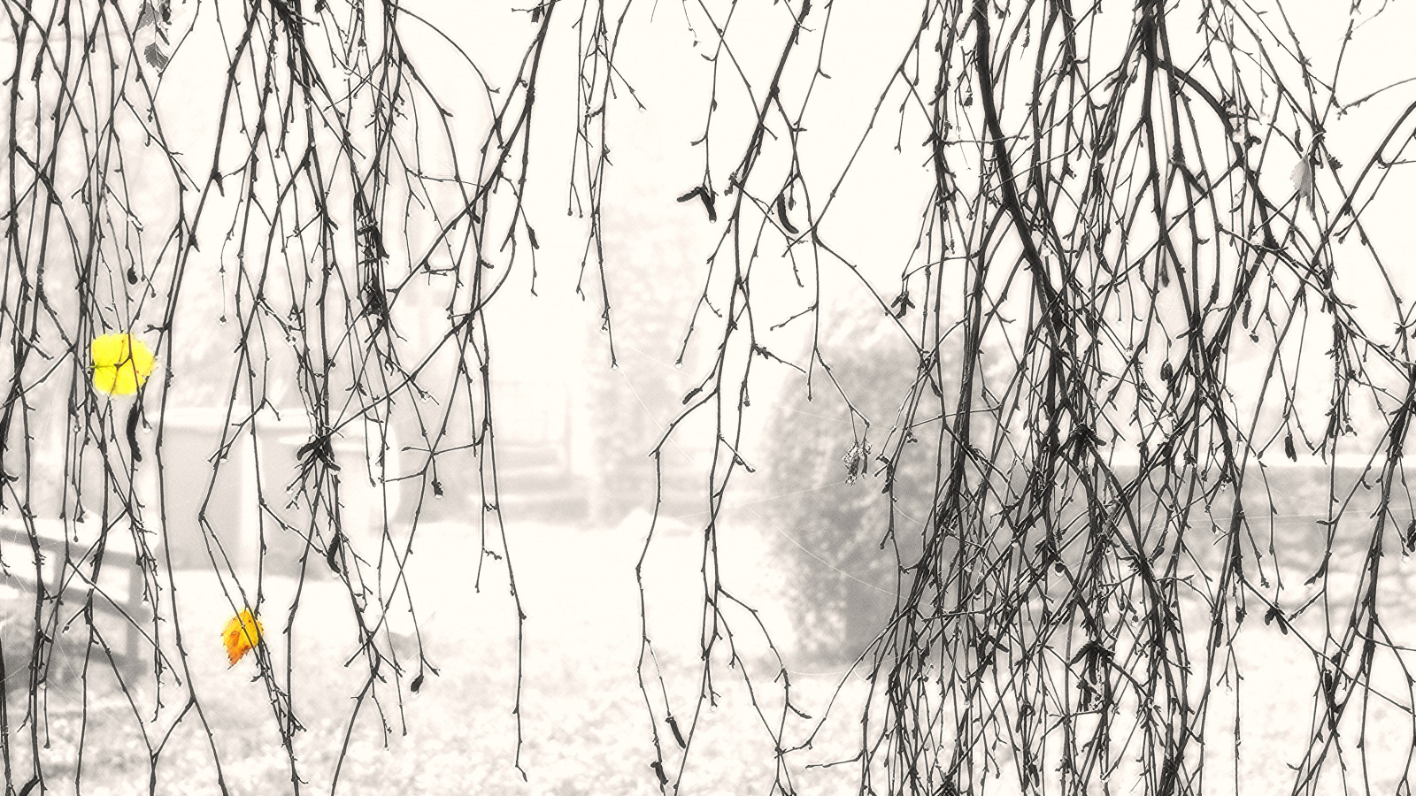 černobílý, voda, Příroda, minimalismus, tráva, venku, zima, větev, mlha, sépie, vzor, letní, Francie, francouzština, bříza, venkovský, Panasonic, UMĚNÍ, světlo, strom, mlha, rostlina, větve, francia, digitální, arbre, lumix, brouillard, Frankreich, Bourgogne, minimalistický, Frankrijk, campagne, větvička, Černý a bílý, monochromatické fotografování, dřevina, FZ50, kufr, tráva rodina, burgundské, selectivecoloring, francais, yonne, Svetlost, mladjenovic, Morvan, drvo, birch family