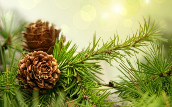 nature,plants,macro,branch,spruce,Christmas Tree