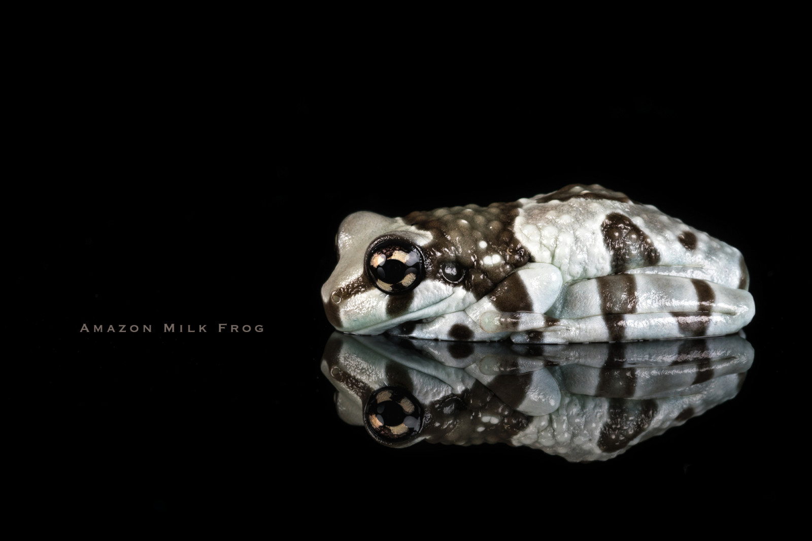 obojživelník, žába, Amazonmilkfrog, Trachycephalusresinifictrix, odraz, Captivelight, Bournemouth