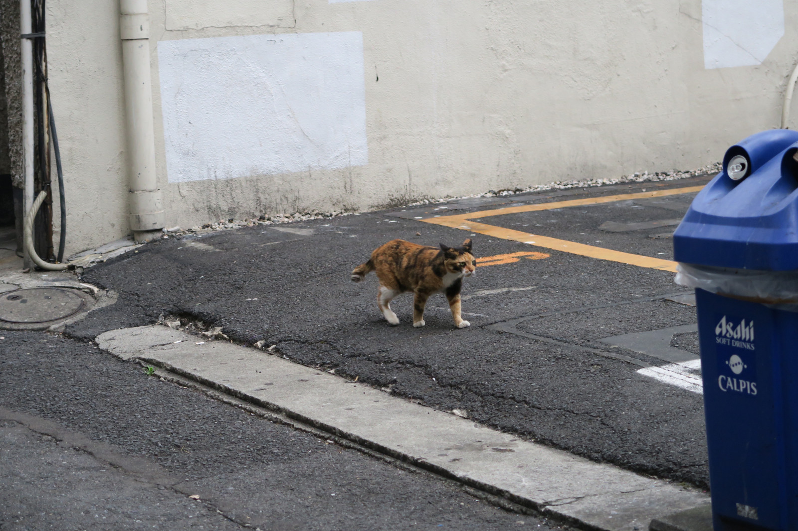 kat, gade, vej, hund, Canon, Tokyo, Ginza, powershot, g7x, pattedyr, hund som pattedyr, gade hund, dyreinternat