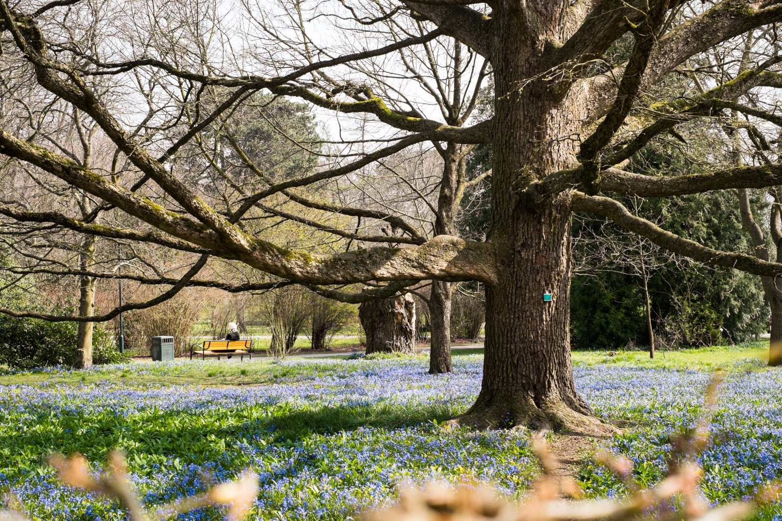sollys, landskab, have, natur, græs, himmel, parkere, vinter, afdeling, blomst, Sverige, forår, træ, blad, blomst, plante, flora, lund, streetphoto, fuji, streetphotography, XPRO, stphotographia, rekreation, skov, lund, vedplante, thisisexcellent, botaniskatradgarden