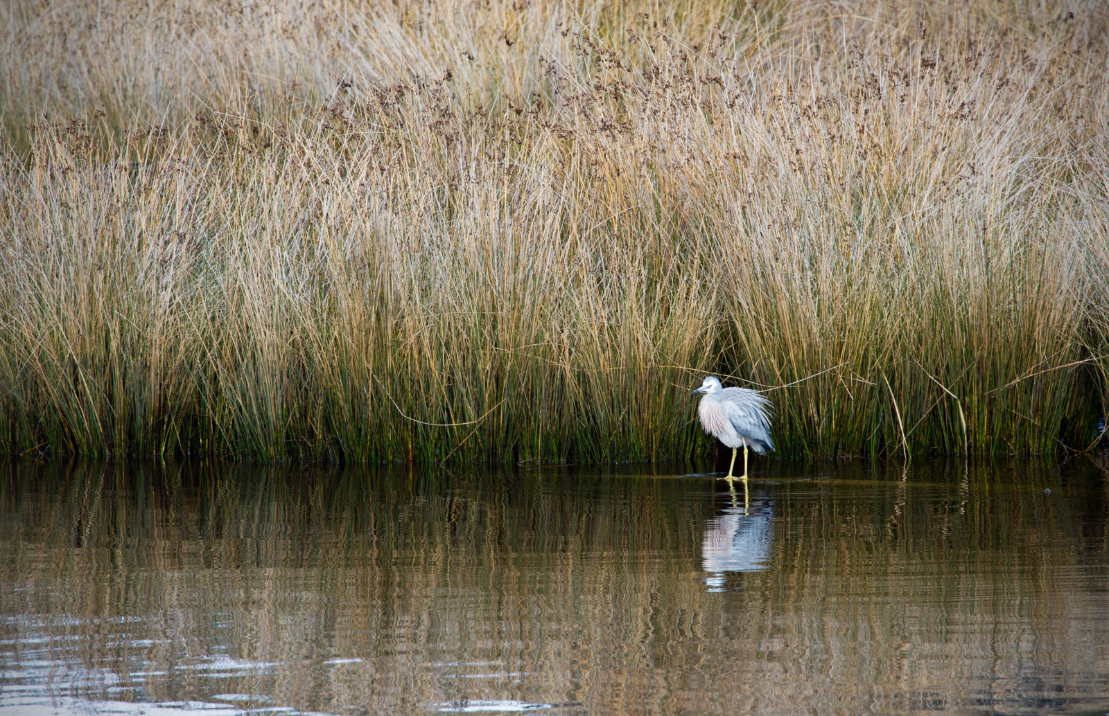 Tasmania Bush Reeds Wallpaper : bird, water, river, reeds, franklin, wetlands, Tasmania ...