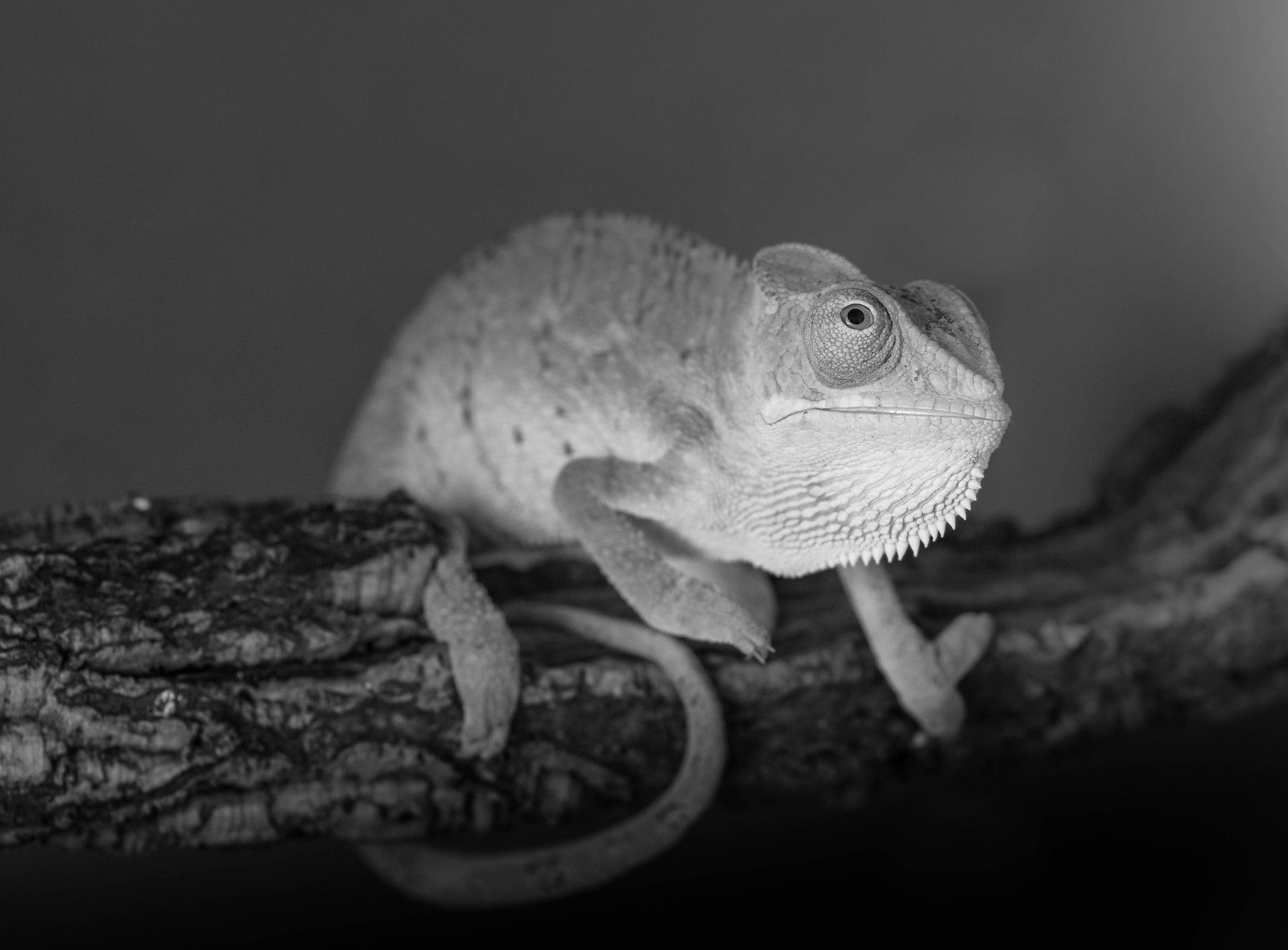 plaz, Černý a bílý, fauna, monochromatické fotografování, zmenšen plazů, ještěrka, fotografování, černobílý, chameleón, zblízka, organismus, Igvaja, makro fotografie, terrestrial animal, Volně žijících živočichů, africký chameleon, stock photography