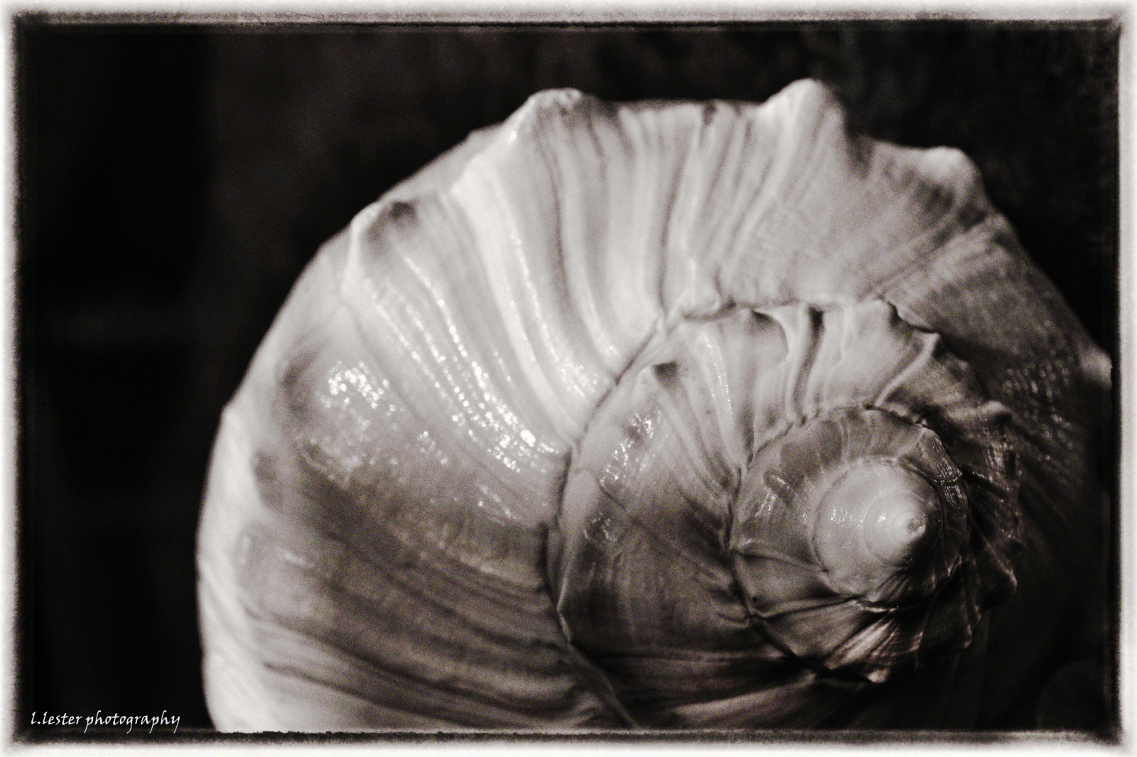 Baggrunde : tegning, maleri, sand, strand, muslingeskal, ocean ...