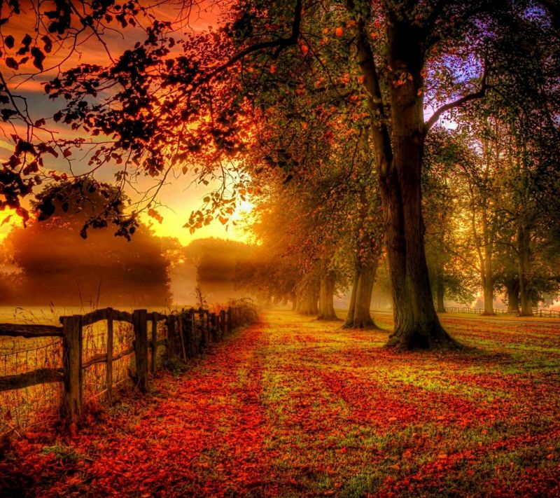 naturaleza,luz de sol,paisaje,bosque,puesta de sol,rama