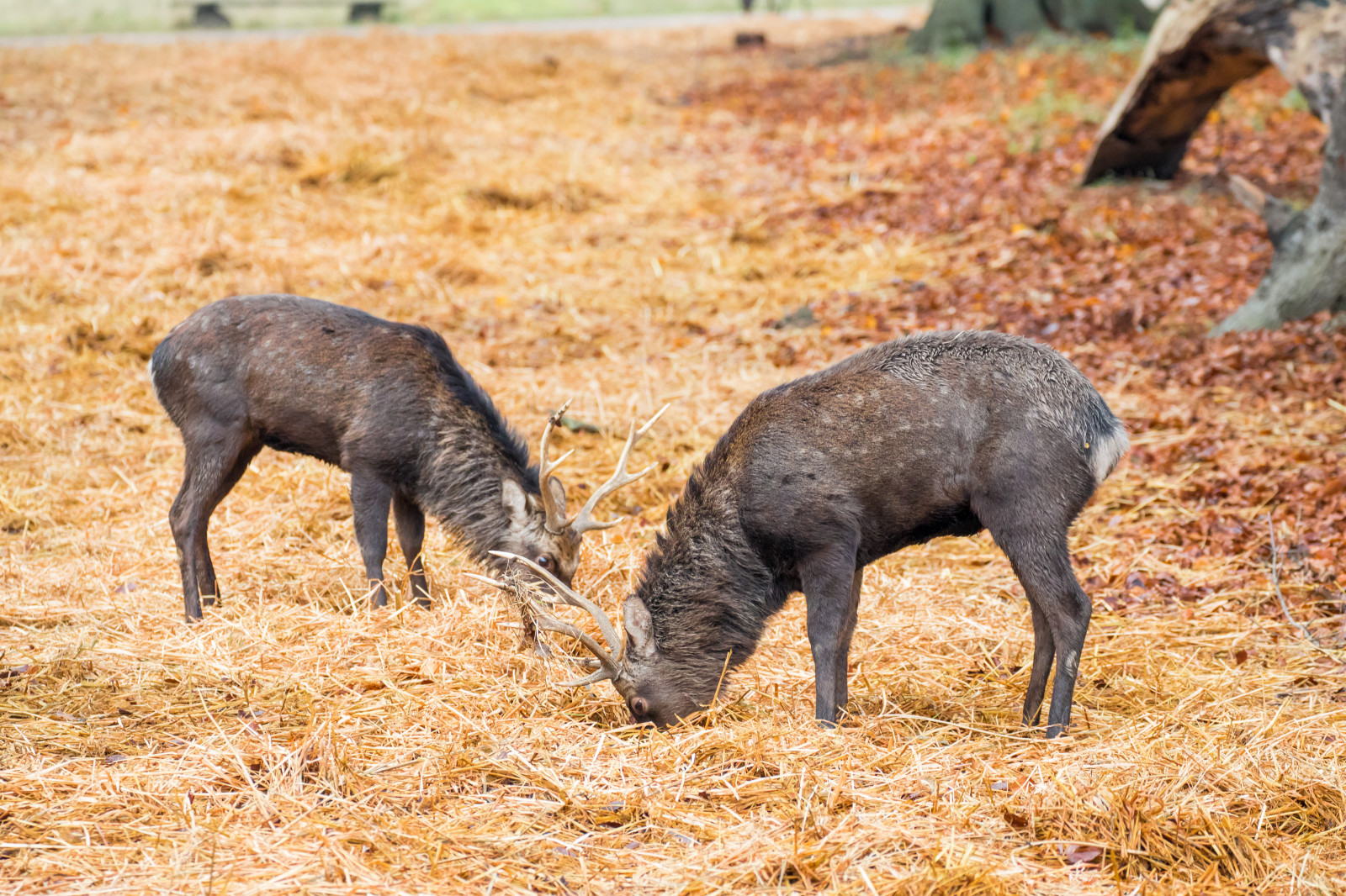 Skov, hjort, parkere, dyreliv, Danmark, efterår, skov, danmark, skog, exif model canoneos760d, geocountry, kamera gør kanon, geocity, kameramodel canoneos760d, geostate, geolocation, exif gøre kanon, exif isospeed 1250, exif åbning 50, exif linse ef70300mmf456lisusm, exif focallength 170mm, Dyrehaven, j Gersborg, j gersborgdyrehave, fauna, pattedyr, hvirveldyr, gris lignende pattedyr, græsning, peccary