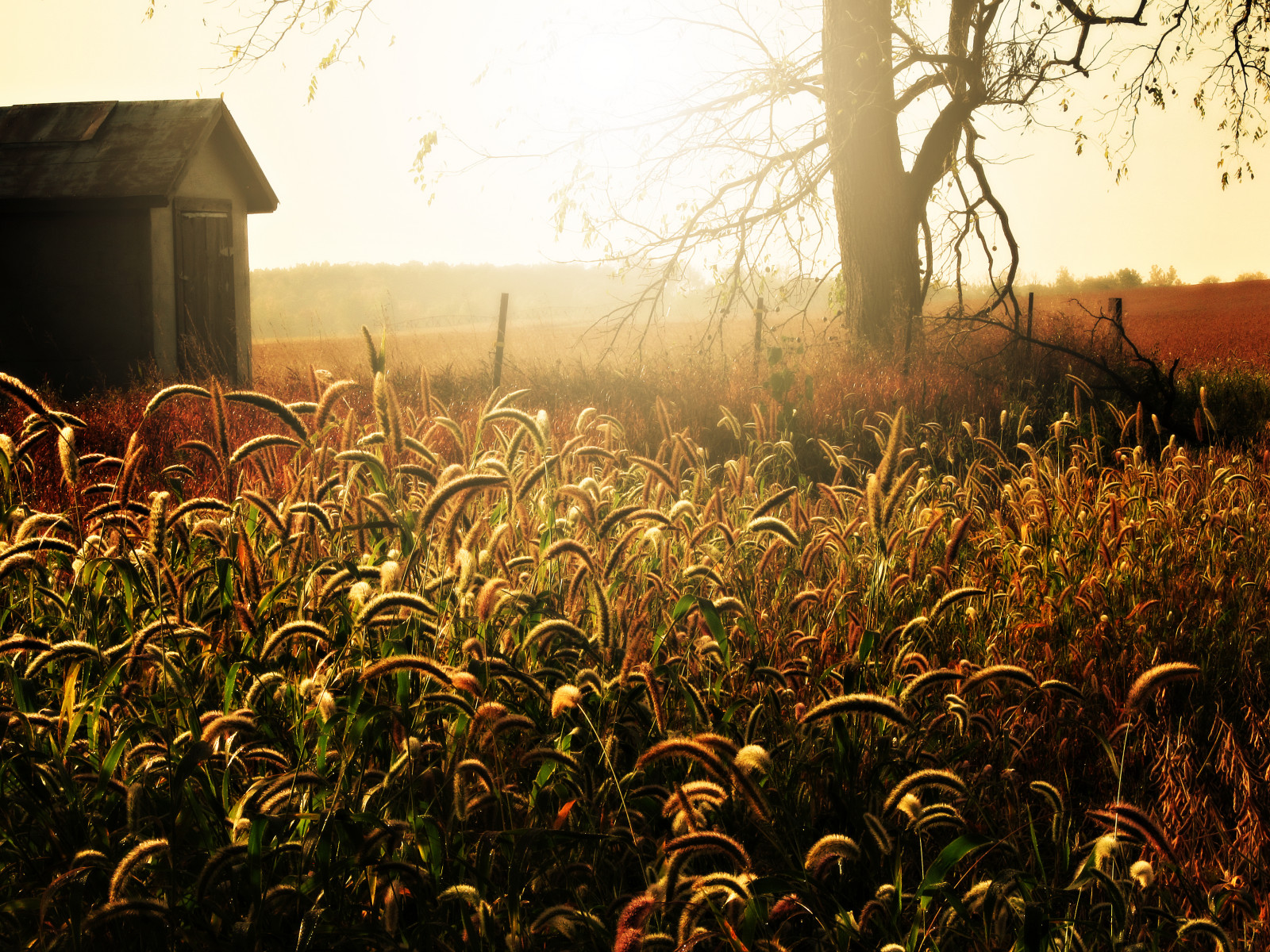 Wallpaper sunlight, landscape, fall, sky, field, evening, morning