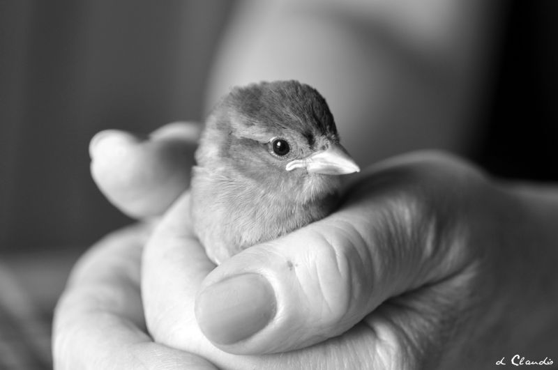 monochroom, fotografie, muziek-, Nikon, handen, dieren in het wild monochroom, fotografie, muziek-, Nikon, handen, dieren in het wild