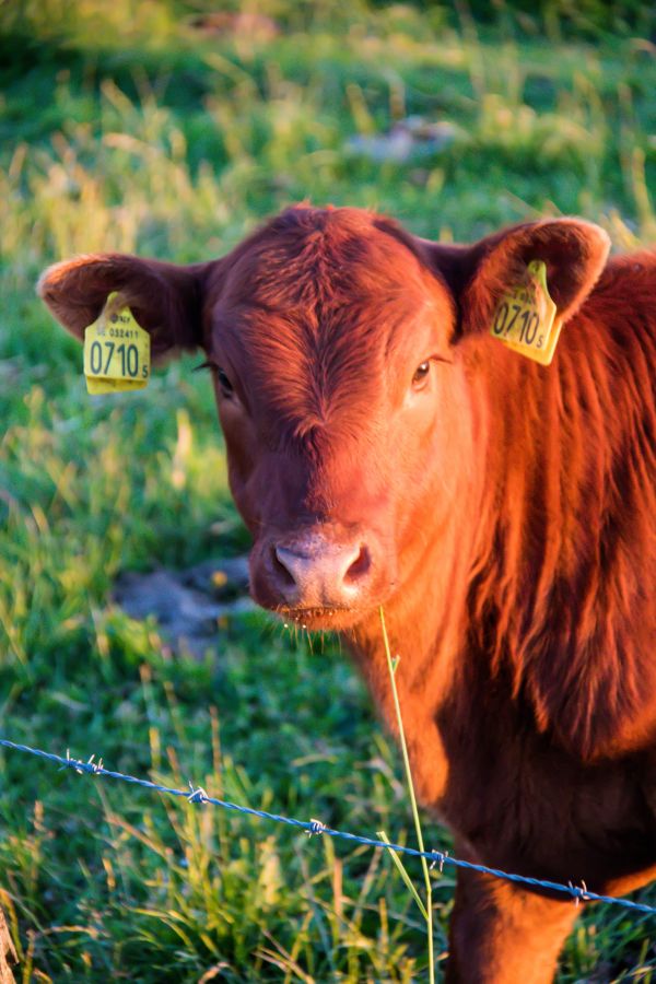 nature,grass,field,wildlife,farm,Bull