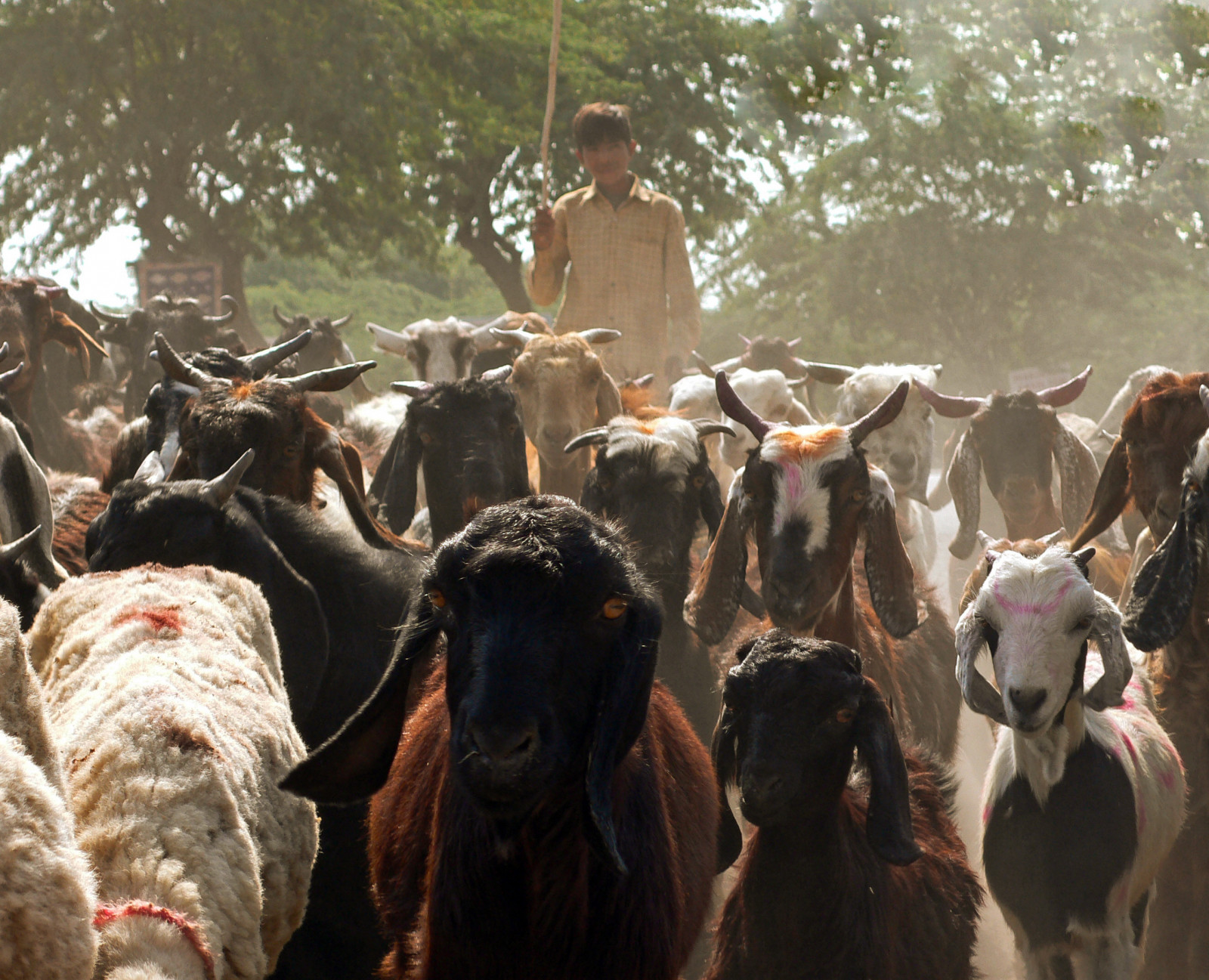 město, Asie, Indie, modrý, Volně žijících živočichů, Leica, kozy, Jodhpur, chlapec, , koza, přistát, stádo, 2, savec, rajasthan, Asien, indien, dlux, Rádžasthánština, dobytek, jako je savec, ziegen, sépie, Herde