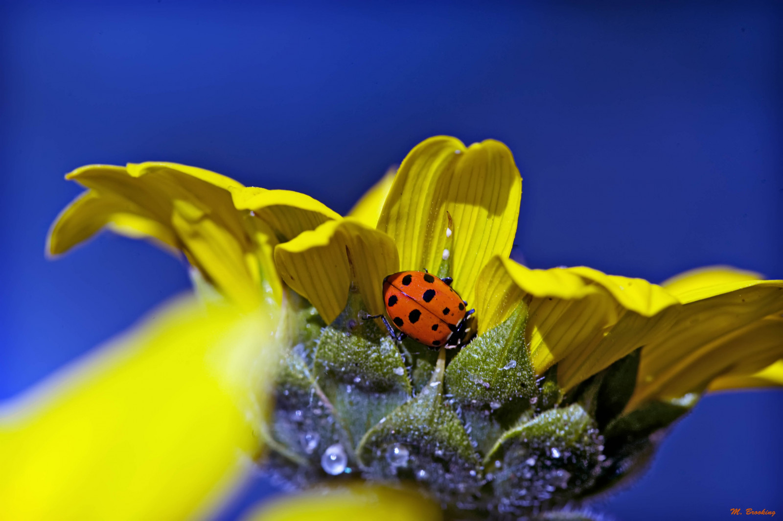 ธรรมชาติ, ท้องฟ้า, การถ่ายภาพ, ผีเสื้อ, แมลง, สีเหลือง, สีน้ำเงิน, ส้ม, ผม, แคลิฟอร์เนีย, Nikon, เรณู, ข้อผิดพลาด, สี, ดอกไม้, ปลูก, หยด, พืช, ผู้หญิง, เต่าทอง, กลีบดอก, d700, ดอกไม้ป่า, วอลล์เปเปอร์คอมพิวเตอร์, โรงงานที่ดิน, พืชดอก, ใกล้ชิด, การถ่ายภาพมาโคร, สัตว์ที่ไม่มีกระดูกสันหลัง, น้ำทิพย์, ผีเสื้อและผีเสื้อ, michaelbrookingphotography