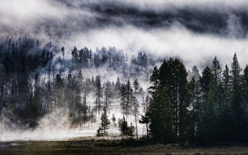 slunečnímu záření, stromy, krajina, les, Příroda, tráva slunečnímu záření, stromy, krajina, les, Příroda, tráva