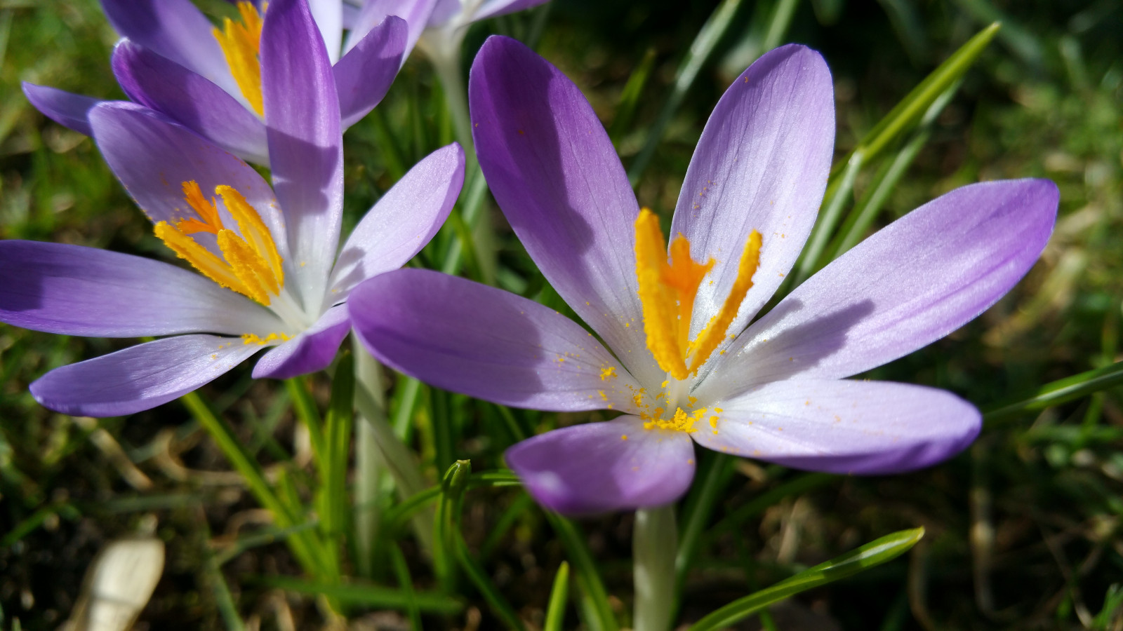 zahrada, Příroda, Samsung, květ, jaro, chytrý telefon, krokus, 4, květ, rostlina, flóra, okvětní lístek, Poznámka, blume, divoká rostlina, botanika, suchozemská rostlina, kvetoucí rostlina, makro fotografie, iris rodina, Fruhling