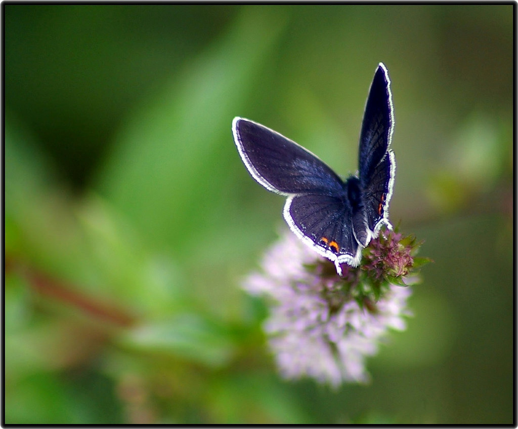 blå, makro, grøn, natur, tæt på, sommerfugl, insekt, insekt, udendørs, vinger, PENTAX, vinge, udforske, østlige, halet, easterntailedblue, blueribbonwinner, everescomyntas, everes, istdl, comyntas, platinumphoto