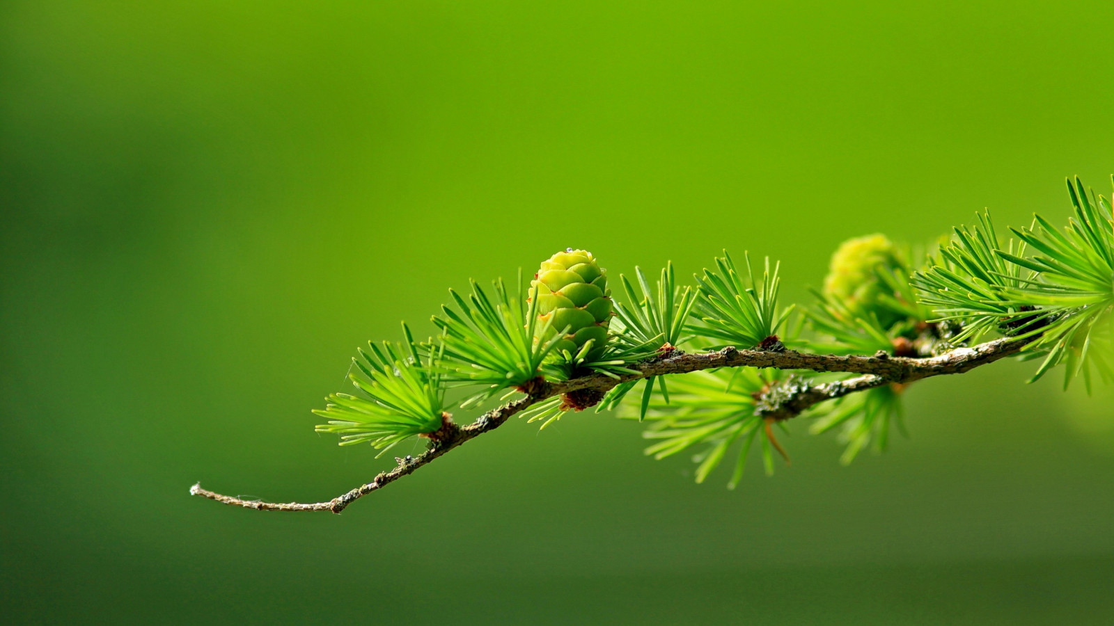 3840x2160 px, ág, makró
