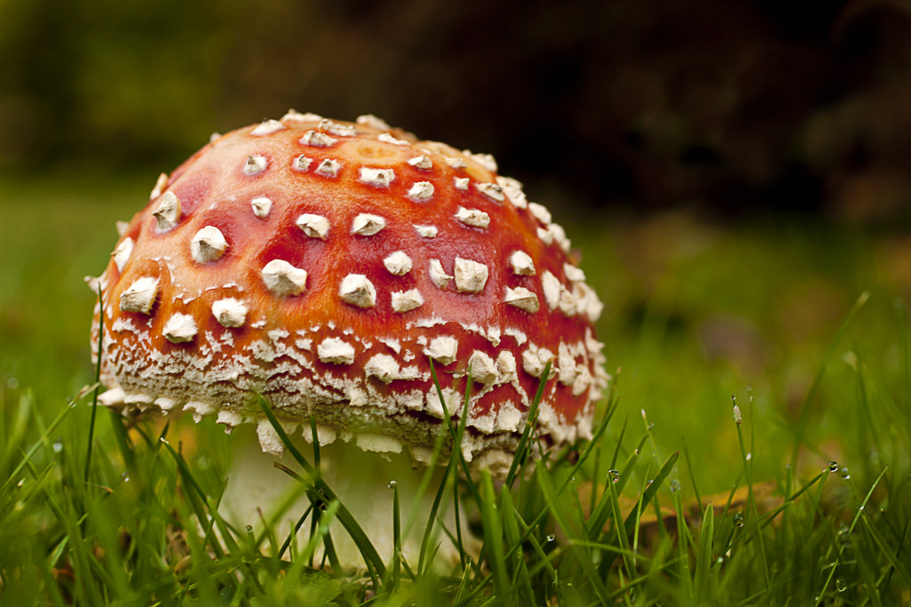 Weiß, Natur, rot, Gras, Fotografie, Schottland, Nahansicht, Makro, Pilz, Grün, Tierwelt, Leben, Bokeh, Pilz, 2012, Herbst, Blatt, Blume, Wassertropfen, fallen, Regentropfen, Flora, Wassertropfen, Wiese, Pilze, Nahansicht, Makrofotografie, Canoneos500d, Aberdeenshire, Pilz, Blendenpriorität, Heruntergekommen, Lindal, Mintlaw, Ef50mmf25compactmacro, Oktober2012, 3102012