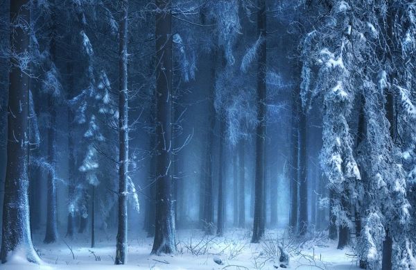 sunlight, trees, landscape, forest, nature, snow