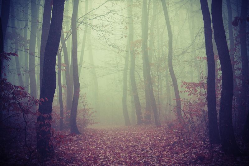 slunečnímu záření, stromy, krajina, les, Příroda, Červené slunečnímu záření, stromy, krajina, les, Příroda, Červené