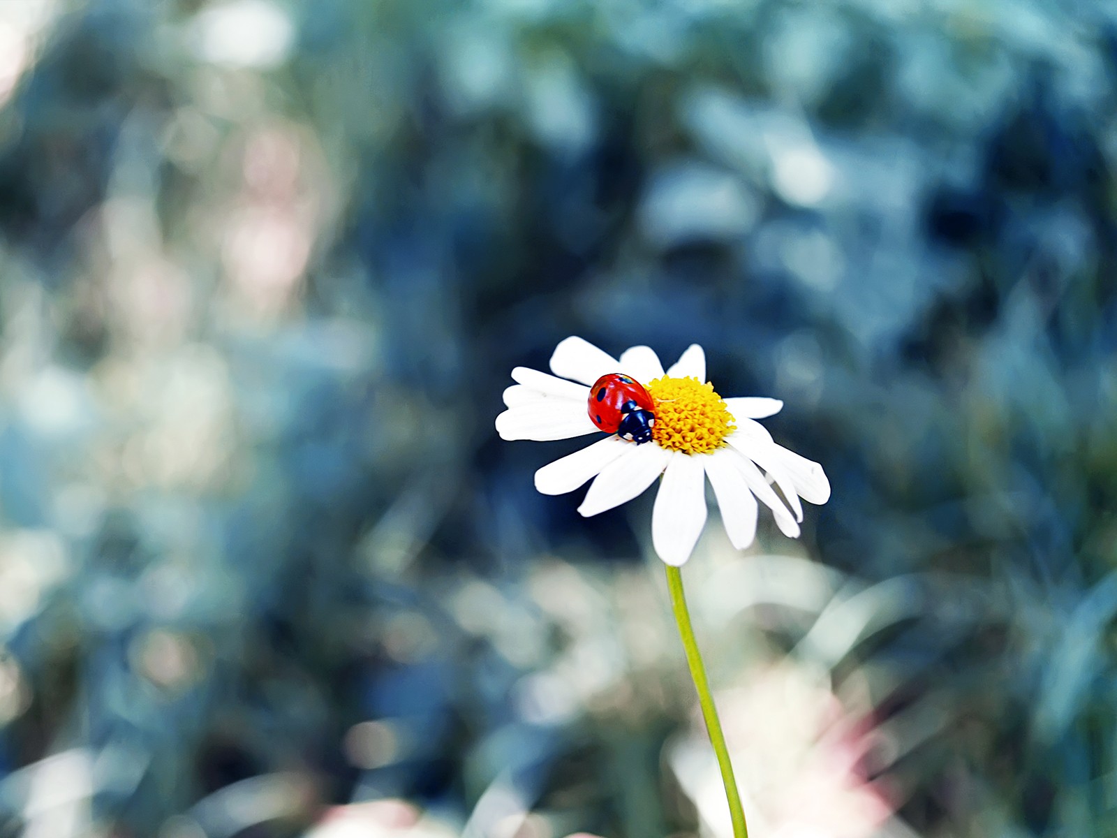 blomster, natur, græs, insekt, blomst, Matricaria, mariehøns, Daisy, blomst, plante, flora, kronblad, wildflower, botanik, jord plante, blomstrende plante, tæt på, makrofotografering, daisy familie
