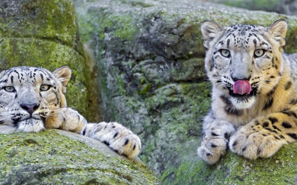 couple, stones, lie, leopard, lick