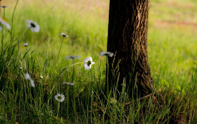 natură, iarbă, lumina soarelui, copaci, flori, plante natură, iarbă, lumina soarelui, copaci, flori, plante