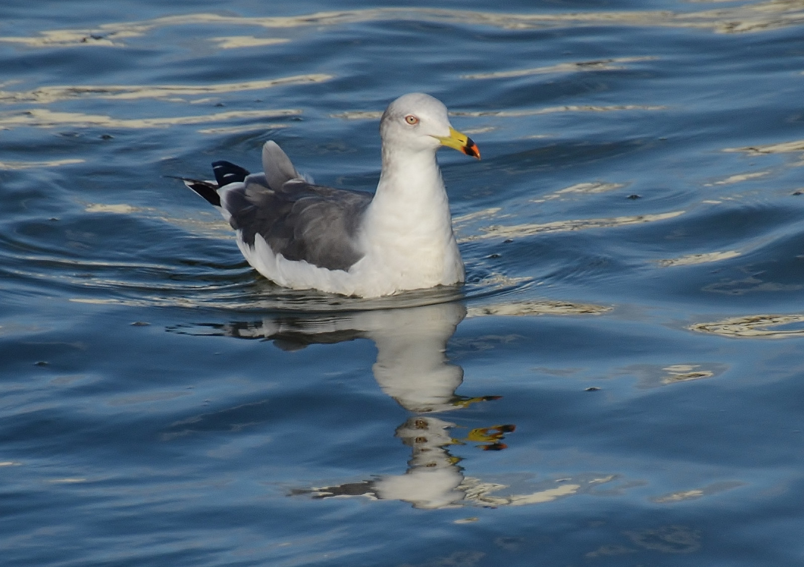 moře, voda, odraz, Volně žijících živočichů, život, zobák, pták, racek, racek, mořský pták, křídlo, fauna, obratlovců, Charadriiformes, shorebird, albatros, racek stříbřitý