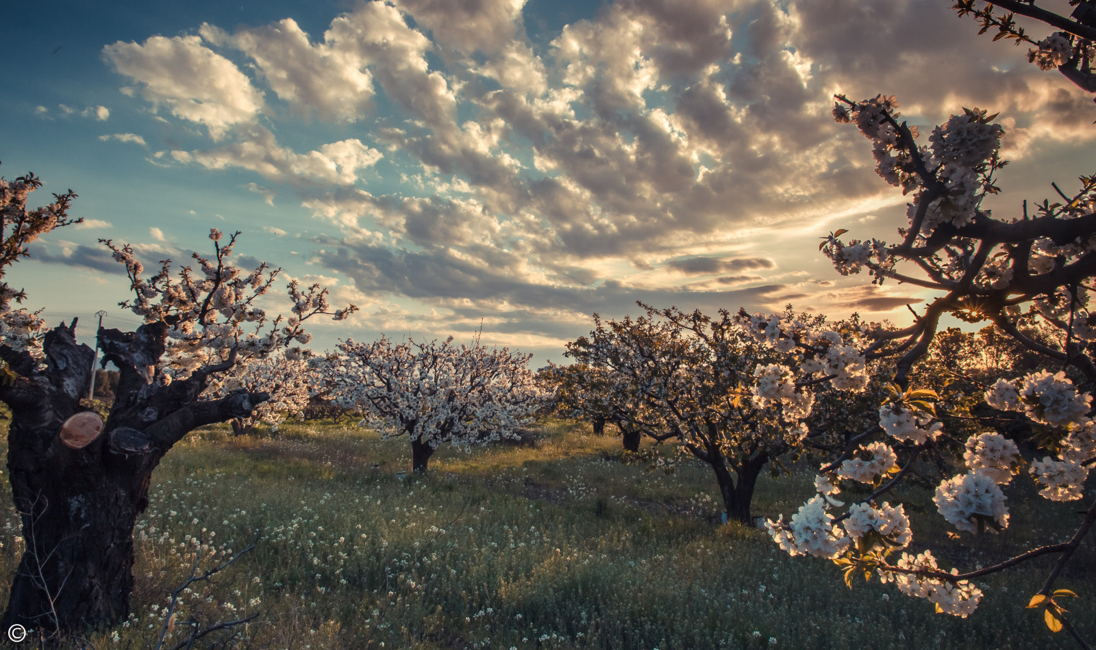 slunečnímu záření, krajina, západ slunce, Příroda, tráva, nebe, zima, pole, fotografování, mraky, větev, večer, ráno, Kánon, atmosféra, květ, růžový, jaro, Provence, mrak, strom, 50mm, podzim, květ, rostlina, třešeň, 50mm14, 7d, 14, třešeň, Vaucluse, počítač tapeta, dřevina, meteorologický jev, křoviny, 15mm, jev, ekoregion, cherryblossomtree, carpentras, Mazan, stock photography