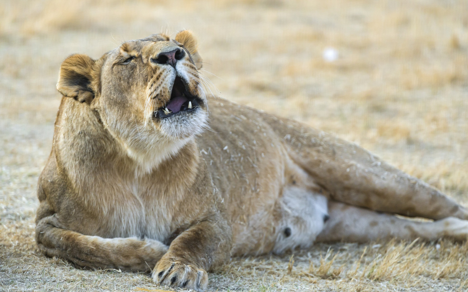 zvěř, lev, Volně žijících živočichů, srst, velké kočky, kníry, Safari, fauna, savec, 2560x1600 px, kočka jako savci, čenich, organismus, masai lev, terrestrial animal