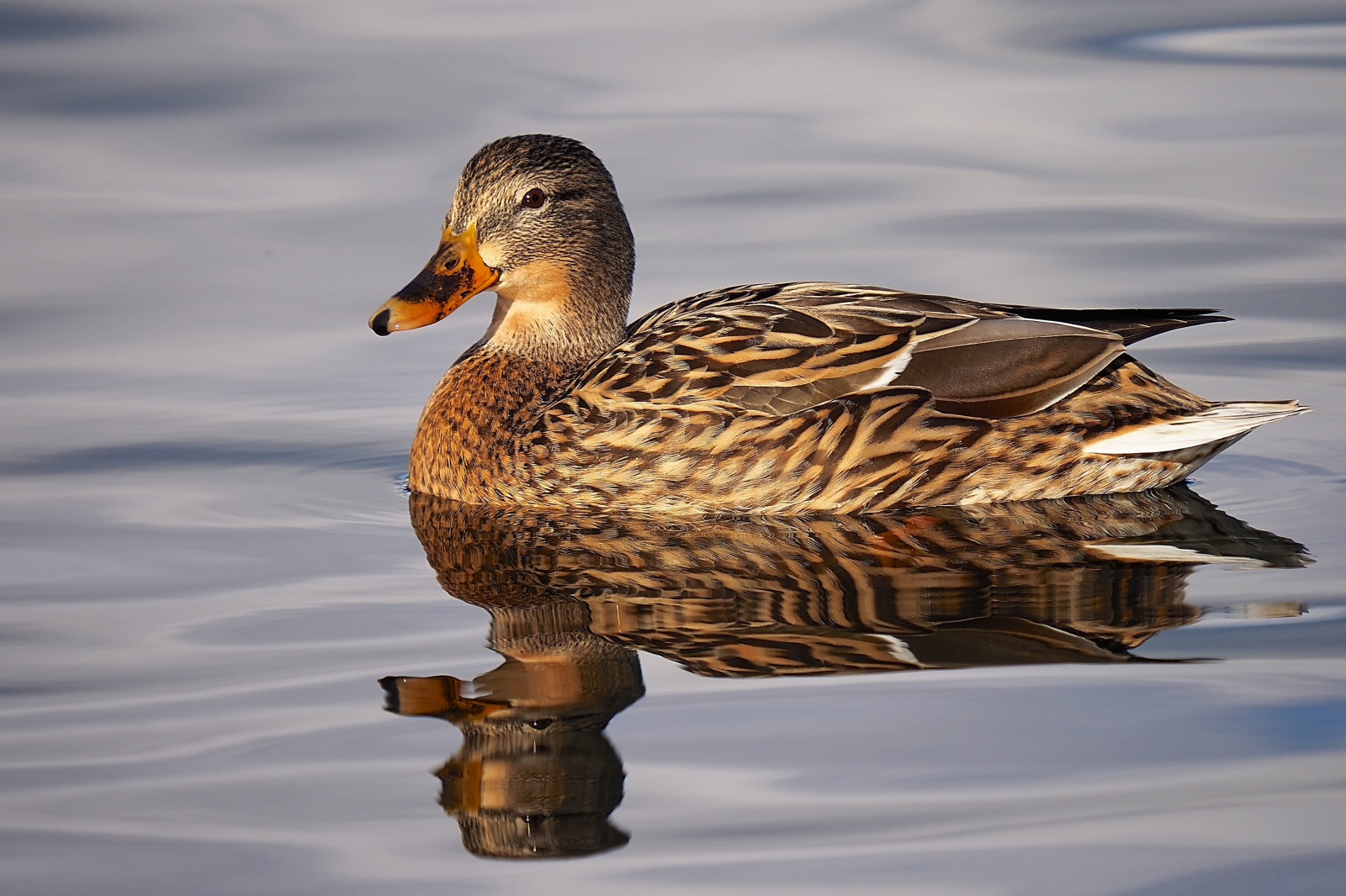 divoká kachna, anasplatyrhynchos, ženský, odraz, Volně žijících živočichů, zima, Příroda, slunečnímu záření, voda, hnědý, béžový, oranžový, Šedá, Černá, bílý, modrý, Olympus, em1mkll, OMD, 100.400mm, Panasonic, Troutlake, colwickpark, Nottingham, klythawk